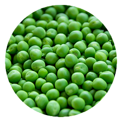 pea-harvester-Peas