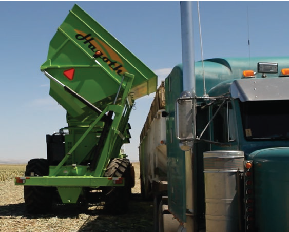 Sweet Corn Hopper Being Emptied